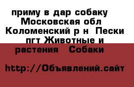 приму в дар собаку  - Московская обл., Коломенский р-н, Пески пгт Животные и растения » Собаки   